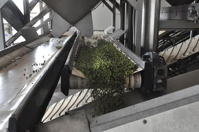 La Cooperativa Agrícola preveu una producció de 700.000 litres d'oli en la campanya d'enguany