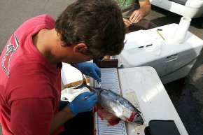 El Club Nàutic Cambrils organitza la Jornada anual de marcatge de peixos