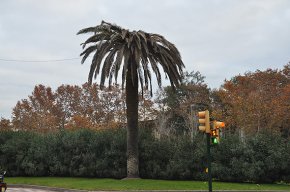 La plaga del morrut afecta 215 palmeres cambrilenques