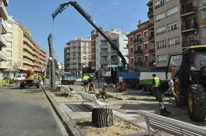 Es talen els quatre darrers pins de la plaça d'Aragó