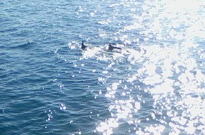 Presència de dofins al litoral entre Cambrils i Salou