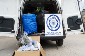 La Policia Local intervé 81 quilos de marihuana que estava amagada darrere de canyes de bambú