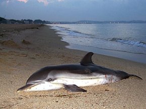 Es troba un dofí mort a les platges de Vilafortuny