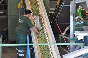 La Cooperativa Agrícola posa a la venda l'oli nou d'olives verdes, dos dies després de l'inici de la campanya