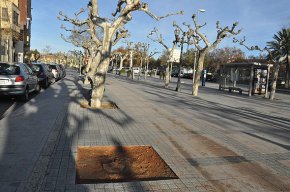L'àrea de Medi Ambient talarà 19 plataners del passeig de La Salle i del passeig d'Albert 