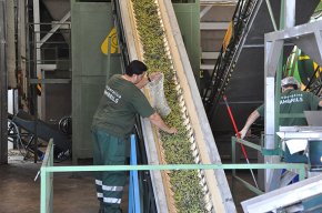 L'oli d'oliva cambrilenc a la conquesta del mercat xinès