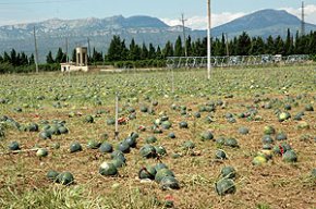 La pedregada del passat 15 d'agost va afectar unes 410 hectàrees d'oliveres, cítrics i horta a Cambrils