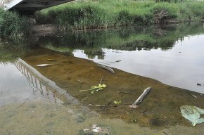 Queixes per l'aparició de peixos morts a la desembocadura de la riera de Riudoms