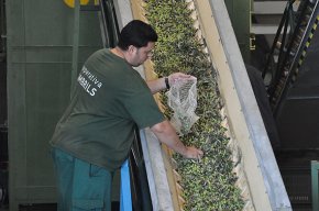 La Cooperativa Agrícola preveu una producció de 700.000 litres d'oli en la campanya d'enguany