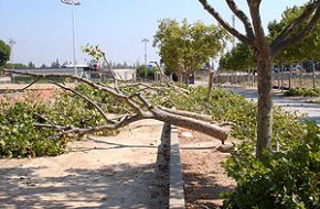 Es talen els arbres de la zona esportiva municipal com a pas previ a la construcció del nou traçat ferroviari