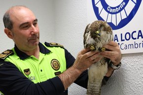 Recuperat un exemplar dàguila comú a la partida de la Castlania