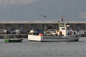 Milloren les captures de peix blau en els darrers mesos tot i que el sector es manté en alerta