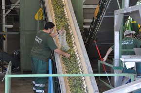 Loli dolives verdes de la collita 2016 és posarà a la venda aquest proper cap de setmana