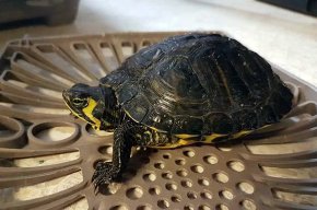 La Policia Local comissa vuit tortugues duna espècie exòtica i invasora    