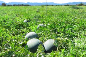 L'empresa cambrilenca Verdcamp Fruits, a l'avantguarda europea del conreu de síndria Fashion