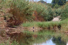 S'aprova el projecte de protecció i restauració ambiental del tram final de la riera de Riudecanyes