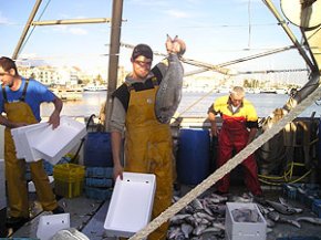 Els pescadors cambrilencs de l'arrossegament han aconseguit espectaculars captures de dorades
