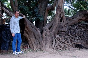 El garrofer centenari de la partida Revellar es declara arbre d'interès local