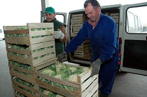 Dotze productors de coliflor i escarola de la Cooperativa aconsegueixen el certificat de qualitat Eurep-Gap