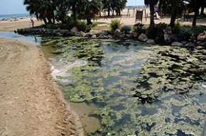 La pujada de l'aqüífer en tota la línia de costa provoca l'estancament d'aigua en alguns barrancs del municipi 