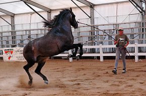 La Fira del Cavall es posa en marxa avui amb normalitat, tot i la baixa a darrera hora d'una quarantena de cavalls 