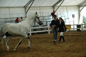 El Concurs Morfològic obre els actes de la vuitena edició de la Fira del Cavall de Cambrils