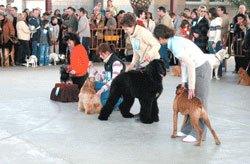 II Trobada de Gossos a Cambrils