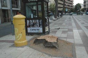 Es tala el cedre que hi havia a la plaça d'Aragó 