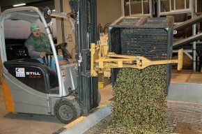 La Cooperativa Agrícola comença la campanya de l'oli a l'espera d'una collita rècord