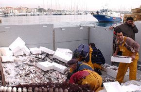 Els pescadors cambrilencs capturen al voltant d'unes 23 tones d'orades en la captura més gran que s'ha fet mai d'aquesta espècie