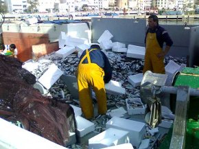 Les captures d'orades del passat dilluns van arribar als 26.675 quilos