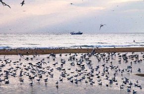 Les barques d'encerclament iniciaran la propera setmana una aturada biològica de dos mesos