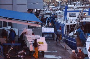 Les barques de l'arrossegament aconsegueixen un volum important de captures després de la miniveda de Nadal