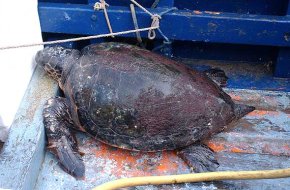 La barca d'arrossegament "Rosa" captura una tortuga marina de grans dimensions