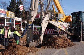 Les obres de la rotonda de la carretera de Montbrió obliguen a trasplantar dos plataners 