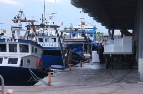 La Confraria de Pescadors nega qualsevol contacte amb la Confraria de Tarragona i Pescanova per comercialitzar el peix blau
