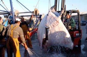 Es captura un peix manta de prop de 300 quilos