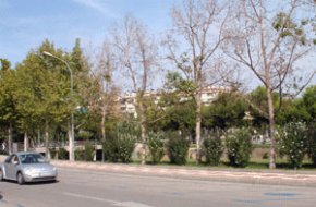 Quaranta-quatre plataners del costat de la riera dAlforja han estat enverinats