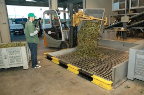 La Cooperativa Agrícola preveu produir uns 350.000 litres d'oli durant aquesta campanya 