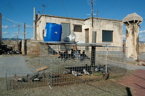 La presència de coloms al Barri Antic continua provocant molèsties als veïns