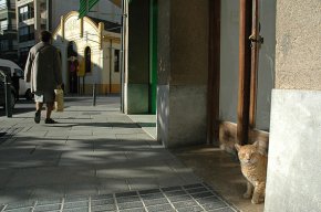 Neix Progat Cambrils amb l'objectiu de promoure mètodes ètics de control de la població de gats de carrer