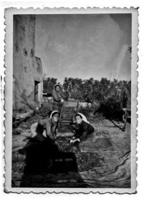 Triant olives amb el purgador [Any 1955]