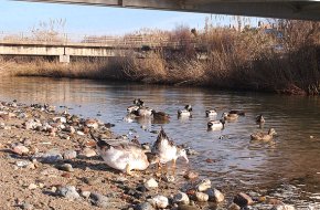 Els projectes de remodelació de la riera de Riudecanyes i de la riera de Riudoms, a l'espera de rebre subvenció 