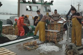 Satisfacció en el sector de l'encerclament pel volum de captures aconseguit després de l'aturada biològica
