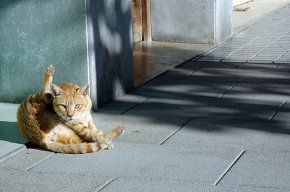 Neix l'associació Amigats Cambrils Vilafortuny dedicada a la protecció i gestió de les colònies de gats al carrer