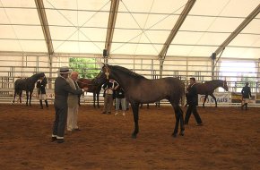 Tret de sortida a la desena edició de la Fira del Cavall amb uns 200 cavalls al concurs morfològic