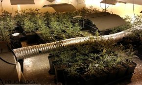 Localitzen una plantació de marihuana en una masia abandonada
