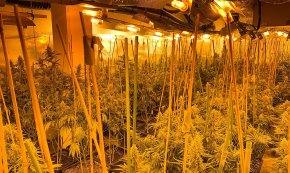 Desarticulen una organització criminal dedicada a la producció massiva de marihuana amb una plantació «indoor» a Cambrils