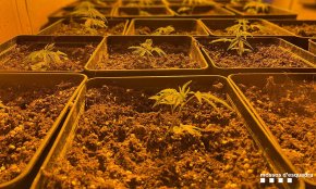 La policia va desmantellar a Catalunya gairebé dues plantacions de marihuana al dia durant el 2021