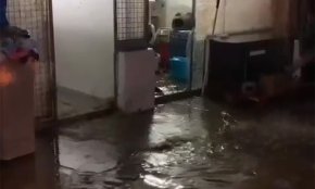 La protectora d'animals de Tarragona necessita material després de la inundació a les seves instal·lacions